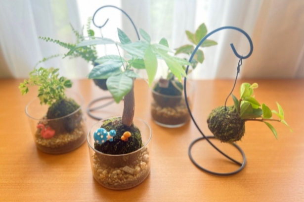 苔玉づくり体験